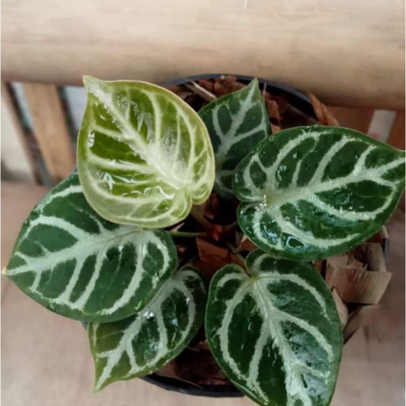 tanaman hias kuping gajah besar//tanaman kuping gajah