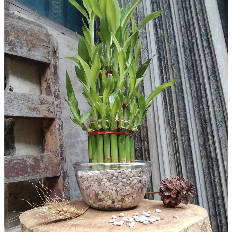 PAKET BAMBU CINA MANGKUK BESAR BATU CORAL PUTIH PANCAWARNA HIASAN RUMAH DEKORASI TAMAN
