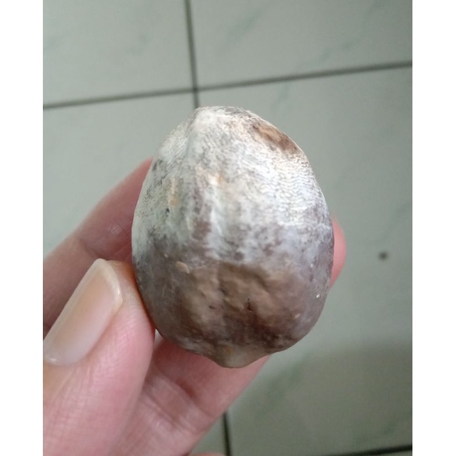 Kemiri Adu Muncang Adu Nyonyo Asrofik Ori Full Tua