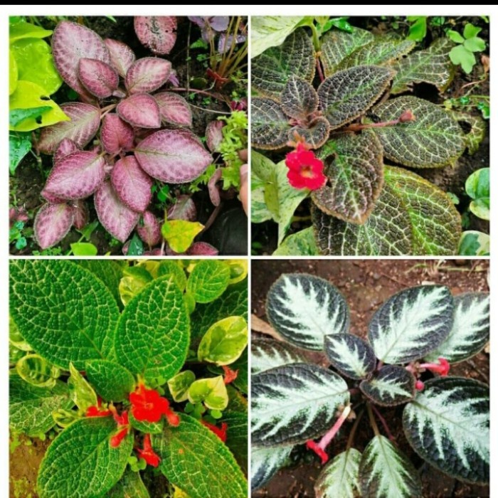 paket 4 jenis tanaman hias episcia gantung (tanaman hidup bunga gantung hidup cantik cantik murah ke