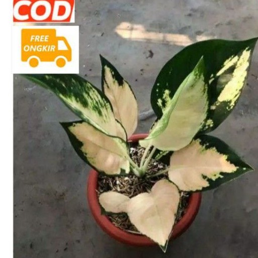 bonggol aglonema suksom whait/bonggol aglonema