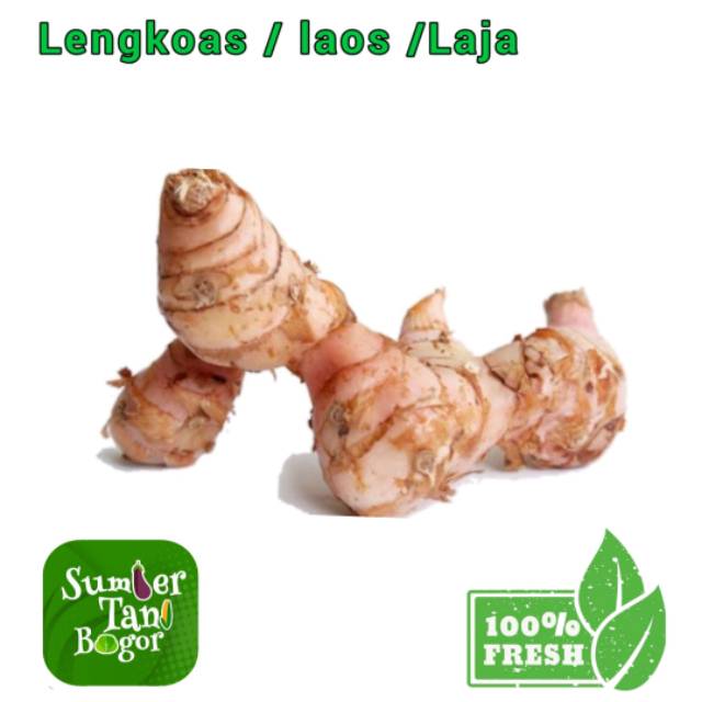 

LENGKOAS/LAOS / LAJA PER 500 GRAM