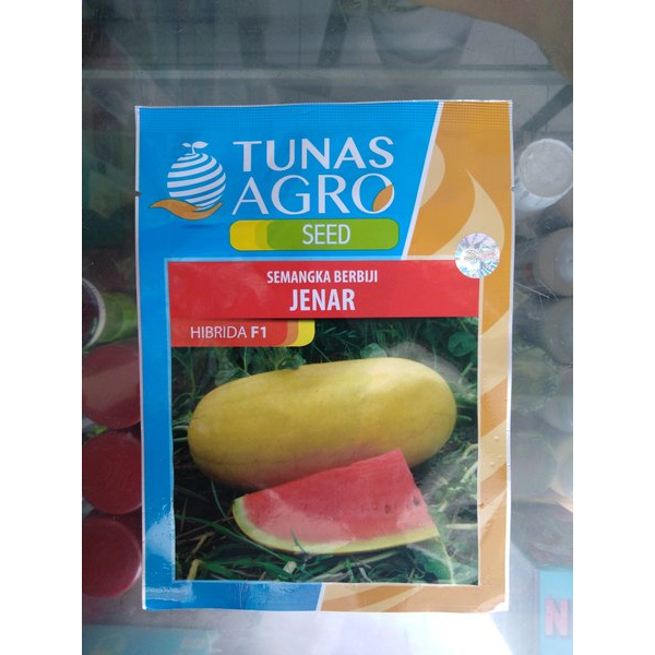 Benih Semangka Kulit Kuning Daging Merah - Bibit Semangka Jenar F1