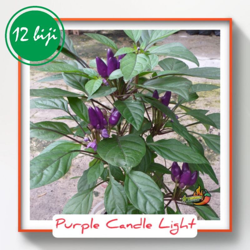 Benih Cabe Hias Unik Purple Candle Light-isi 12 biji-bisa di konsumsi