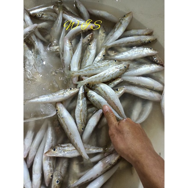 IKAN REJUNG (KACA PIRING) SEGAR 1KG
