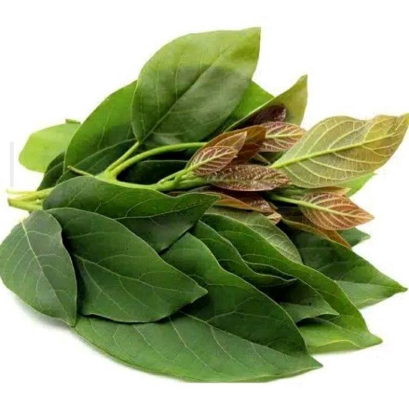 

Daun Alpukat Segar 1 Kg