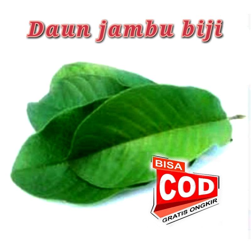 

[C O D]Daun Jambu Biji Segar 250 Gram Untuk Mengobati Diare