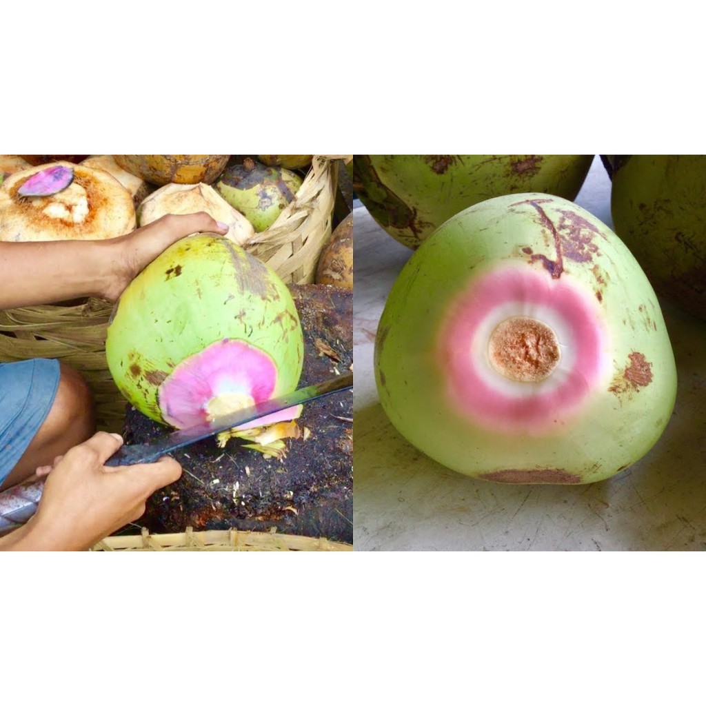 

Kelapa Ijo Murni / Kelapa Obat