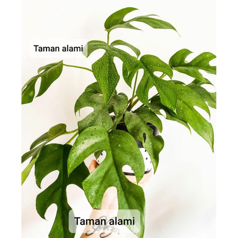 monstera tetrasperma - monstera mini - tananam hias monstera