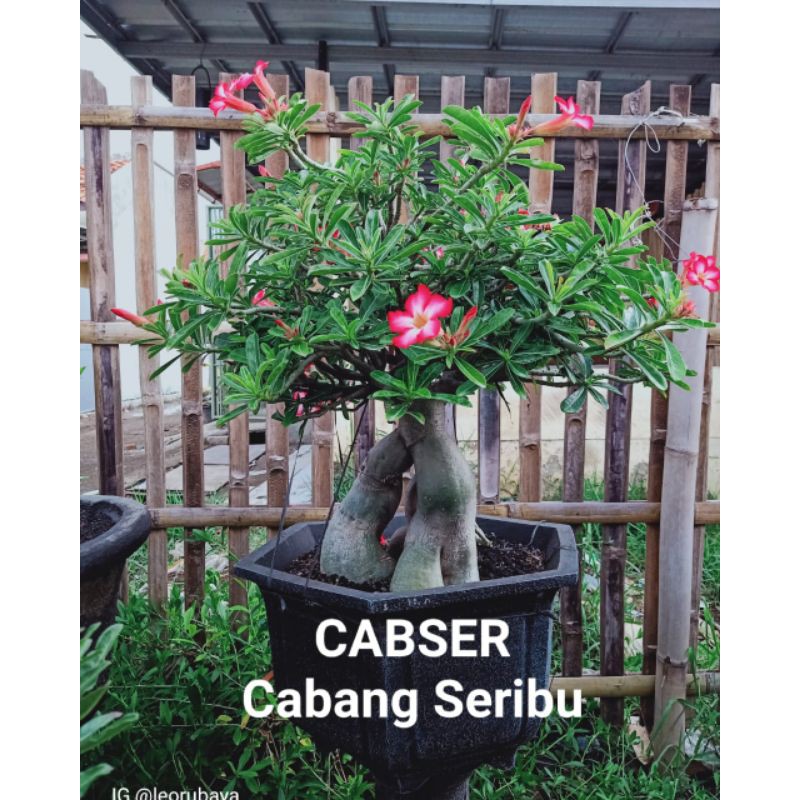 Benih Biji Adenium Cabser Cabang Seribu Isi 10 Biji