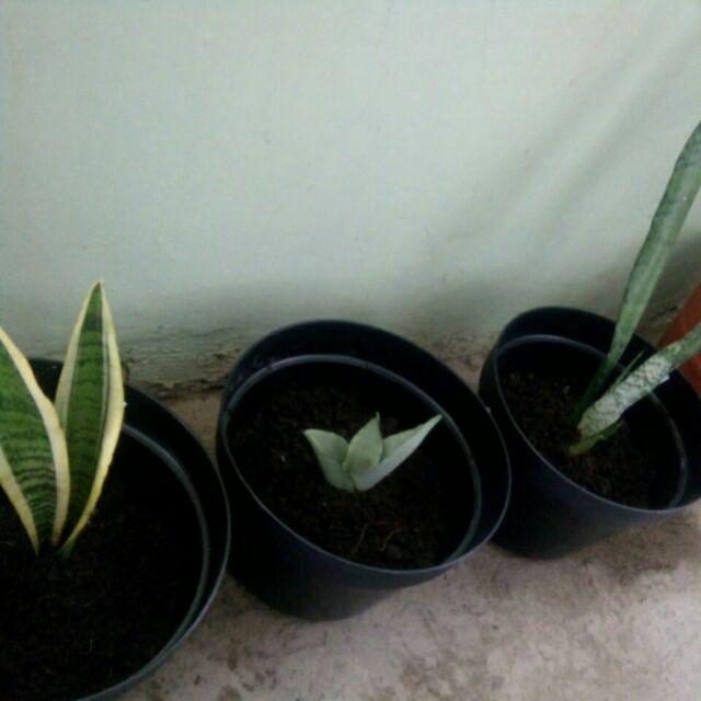 Terbaru!! Paket 3 Tanaman Hias Pembersih Udara Sansevieria - Tiger - Moonshine - Lidah Mertua