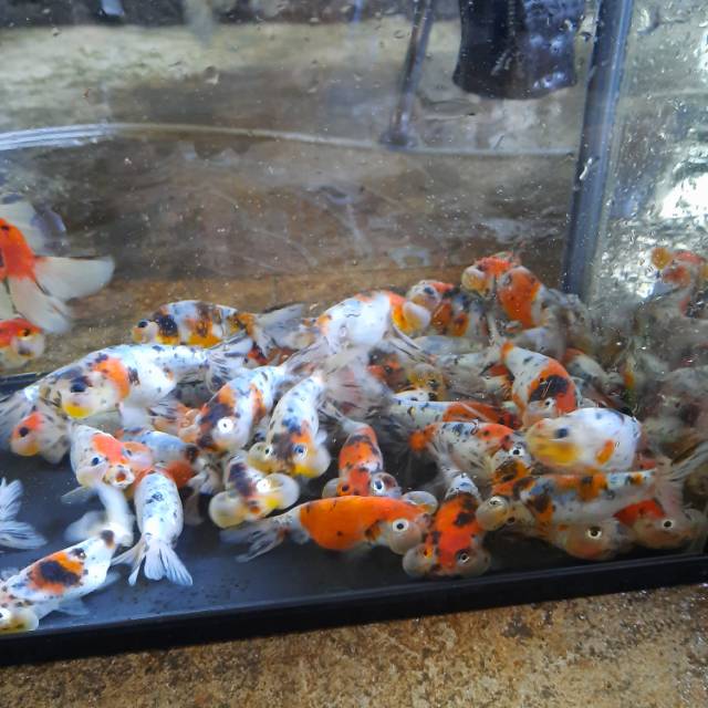 

Ikan koki koki tulung agung