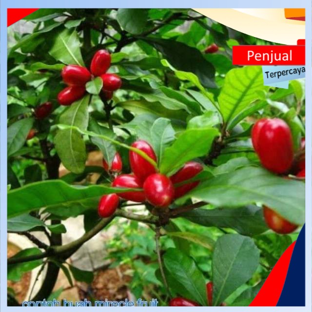 

/COD/ Bibit mirecle fruit super genjah berbuah Ktn