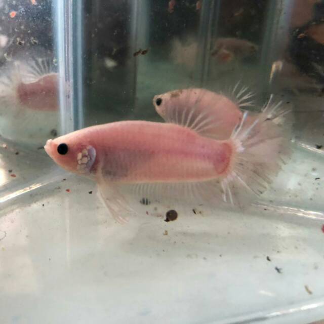 

Cupang