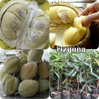 Download 5500 Gambar Durian Medan  Gratis