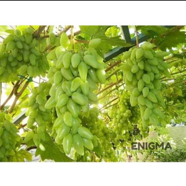 Bibit anggur import ENIGMA