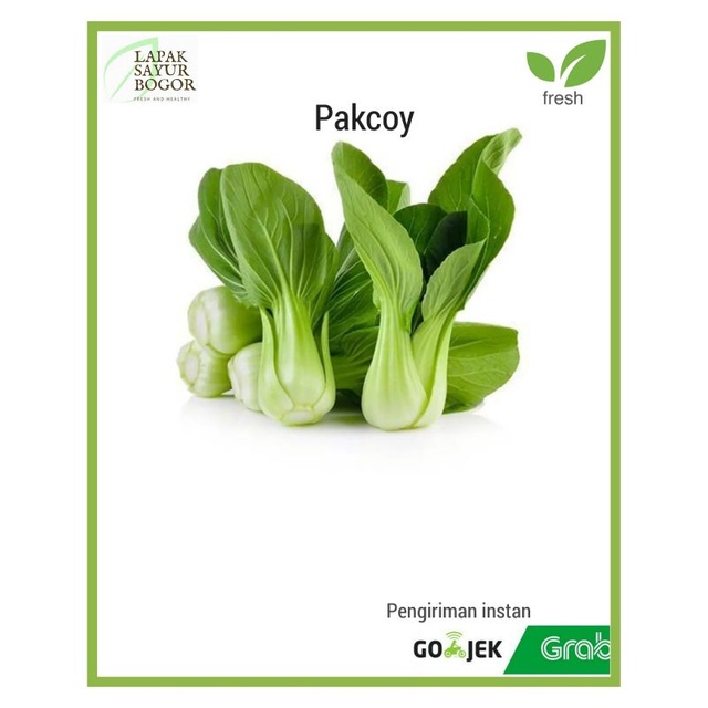 

pakcoy sayuran segar bogor