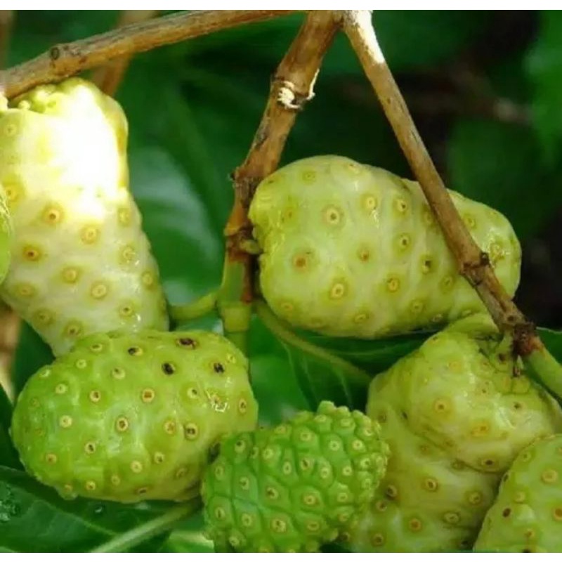

BUAH MENGKUDU CENGKUDU SEGAR (500grm)