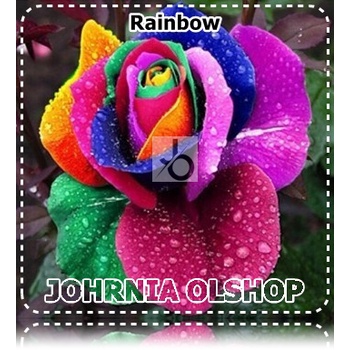 Johrnia 3 Benih Biji Bunga MAWAR Rainbow