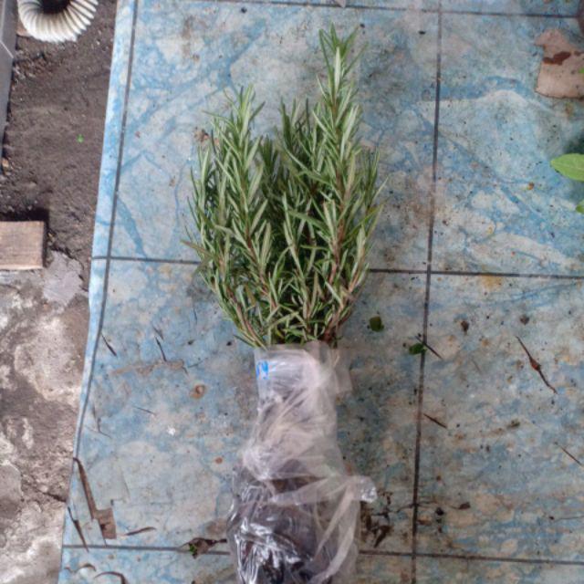 Bibit Rosemary