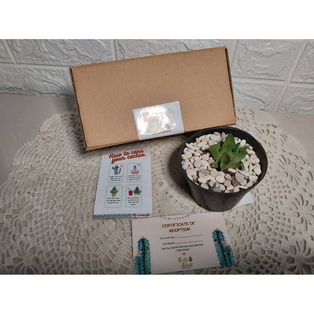 

Gift Box Cactus04/Sukulen/Kado Teman