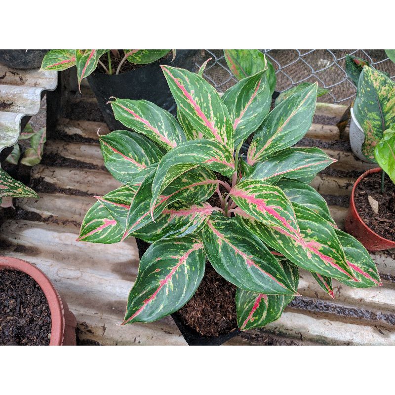 AGALONEMA BUTERFLAY TERMURAH