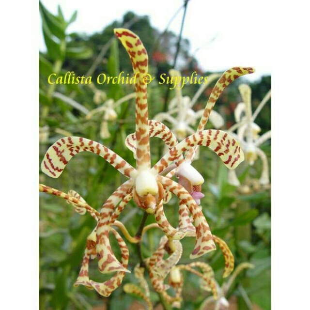 Anggrek Tanah Kalajengking