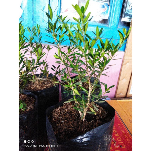 bibit boxus bahan bonsai