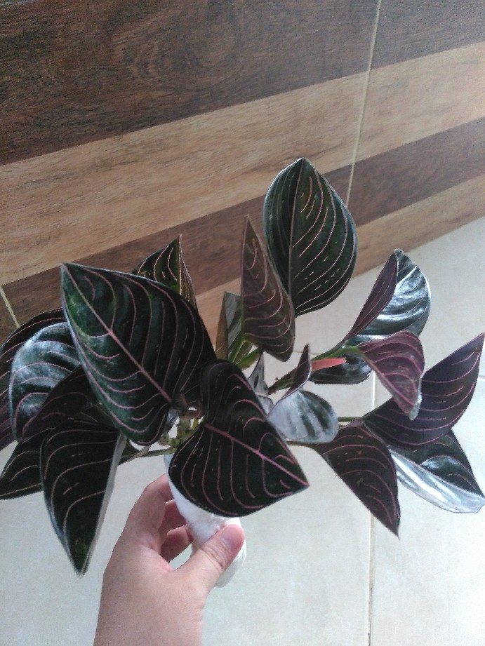 Aglonema Rotundum Aceh