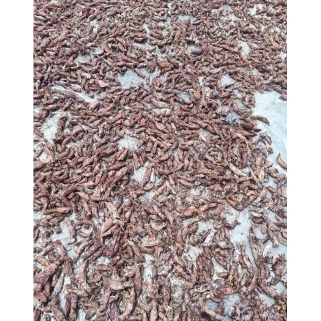 

Ikan Asin Cumi Jarum (kering)
