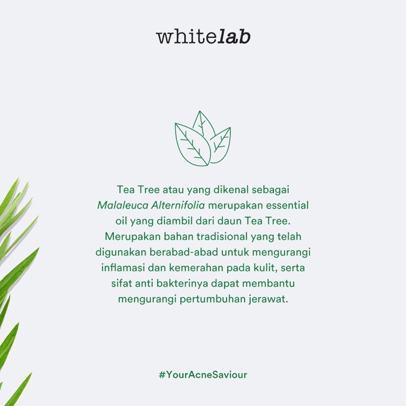 WHITELAB Acne Cream 10gr BPOM (Obat Jerawat,Obat Totol Jerawat,Obat Totol Jerawat ampuh,Krim Jerawat