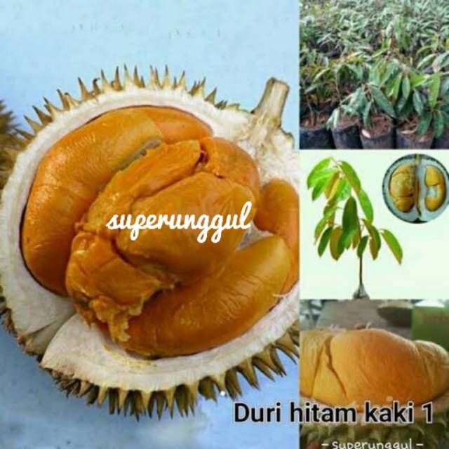Bibit durian duri hitam