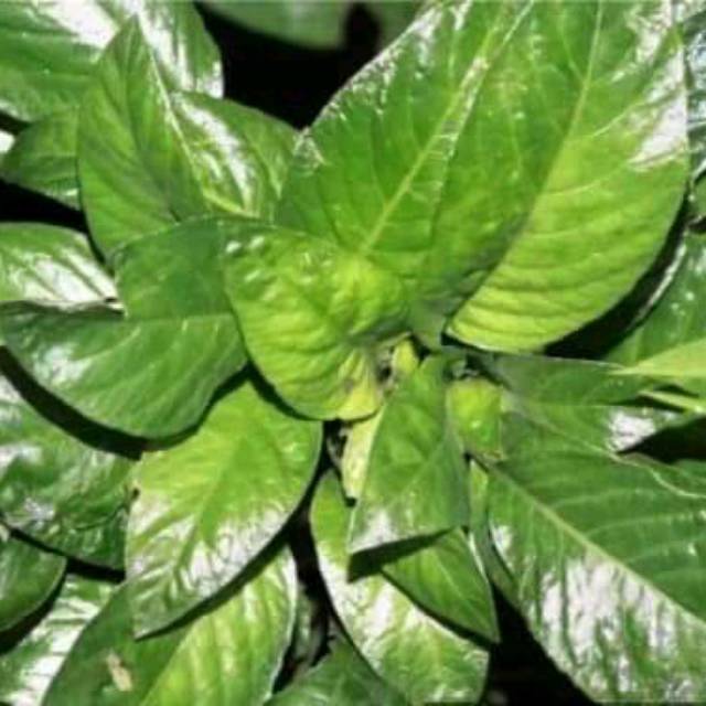 

Daun reundeu segar(250gram)