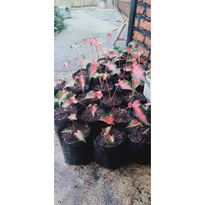 tanaman keladi keris red
