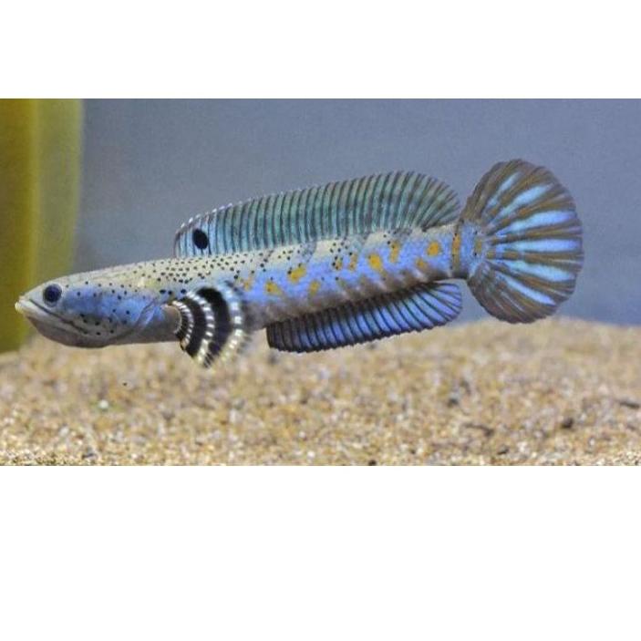 CHANNA PULCHRA GRADE A++ SIZE 7-10 CM YELLOW SPOT TEBEL , GONDRONG ( doyan pelet) 