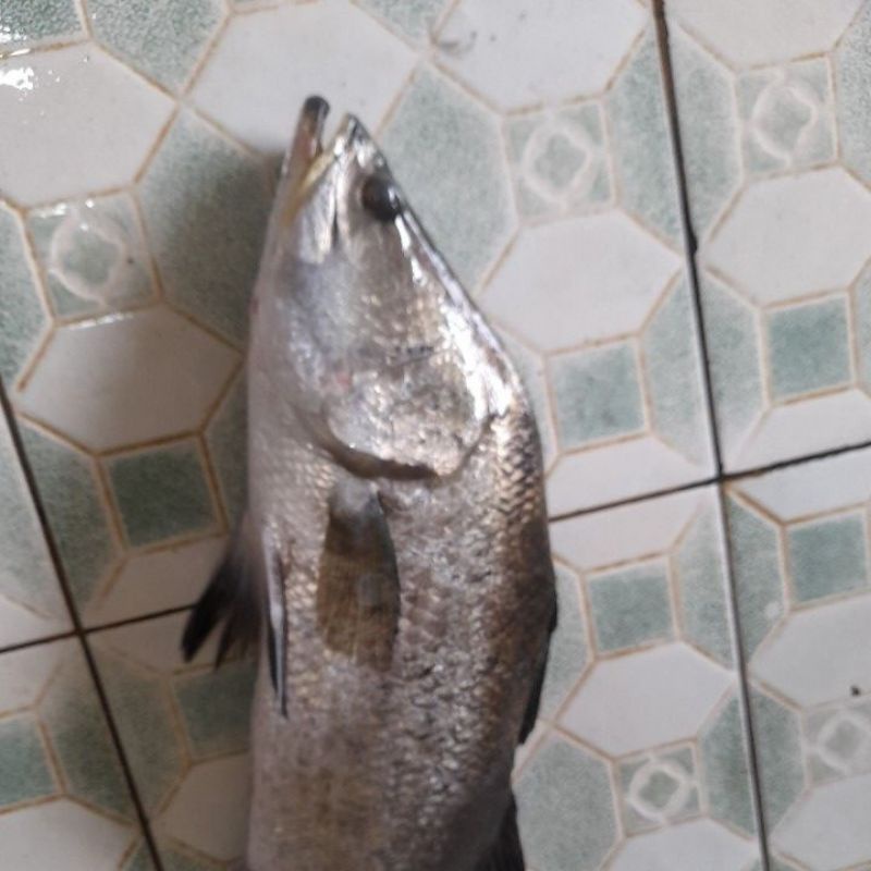 

IKAN KAKAP PUTIH