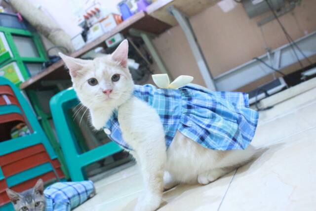 Dress kotak-kotak biru natural untuk kucing dan anjing / baju kucing murah terlaris size S M L XL