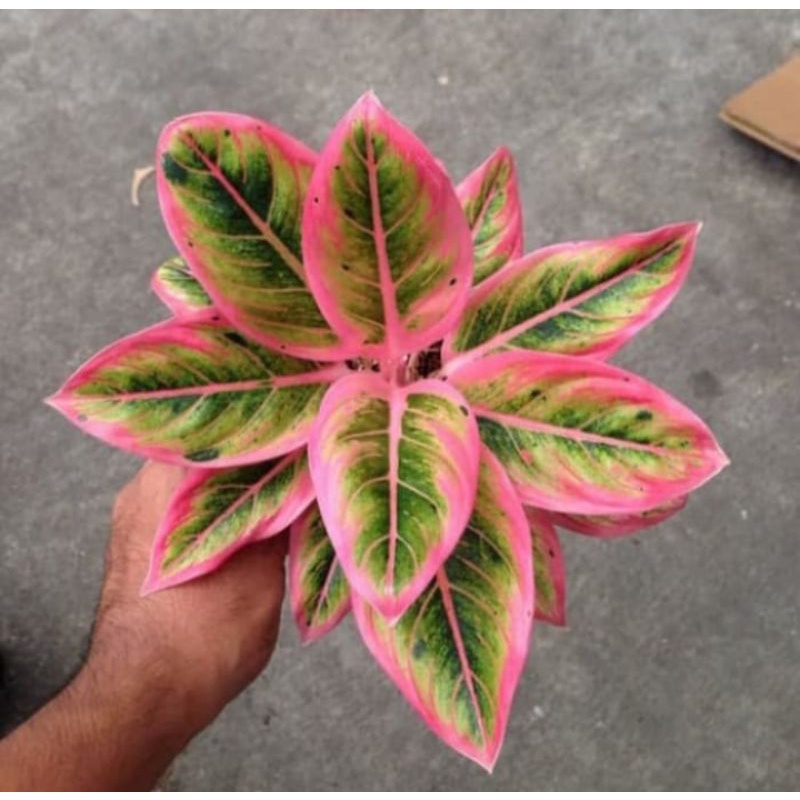 [ MURAH ] Anakan Aglaonema lotus delight original // Tanaman hias aglaonema lotus delight