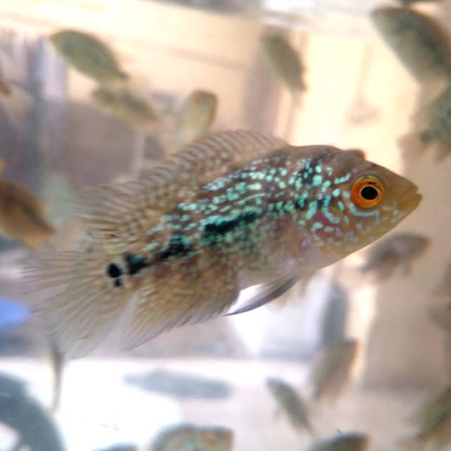 

Burayak ikan louhan kamfa golden base