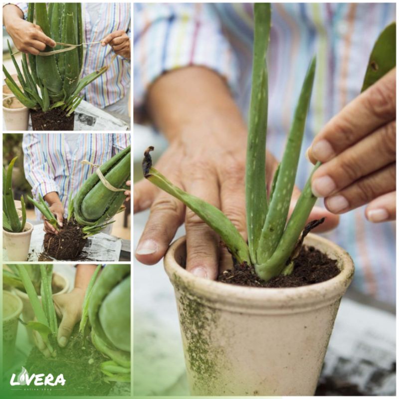 Bibit Tanaman Lidah Buaya JUMBO Sinensis (±30cm)-3