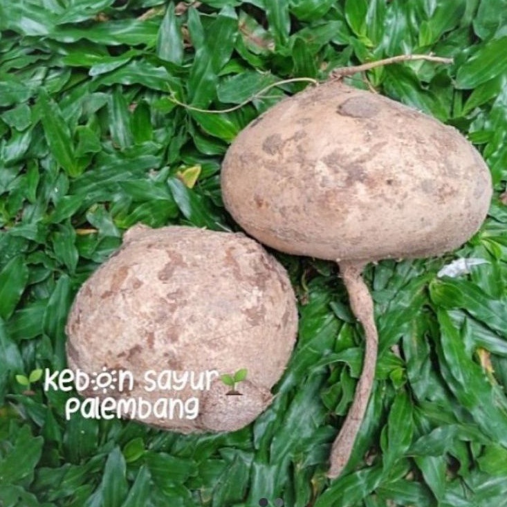 

Buah Segar Bengkoang 500 gr
