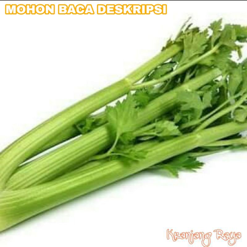 

Celery Stick / Seledri Batang +/- 1 kg