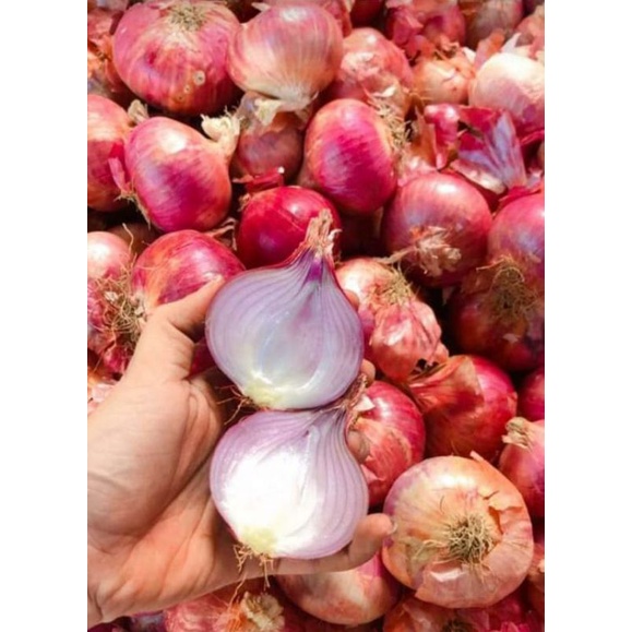 

bawang merah/brangbang_india