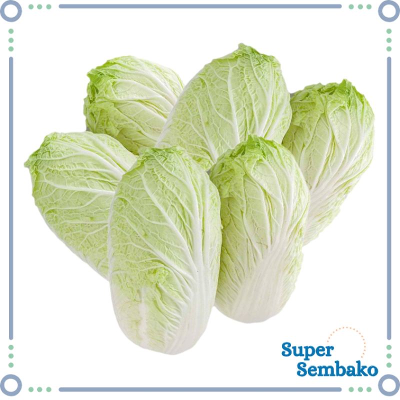 SAYUR SAWI PUTIH / CHINESE CABBAGE / SAWI CINA SEGAR FRESH BERKUALITAS SUPER SEMBAKO MAKASSAR