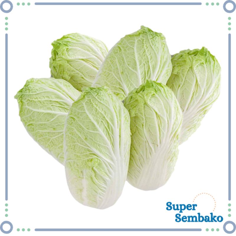 

SAYUR SAWI PUTIH / CHINESE CABBAGE / SAWI CINA SEGAR FRESH BERKUALITAS SUPER SEMBAKO MAKASSAR