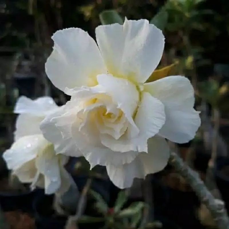BIBIT ADENIUM DENPASAR MOON
