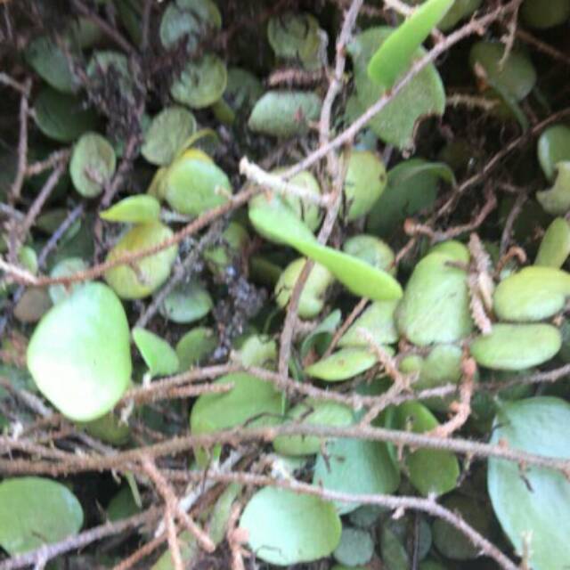 

Daun picisan / sisik naga 1kg