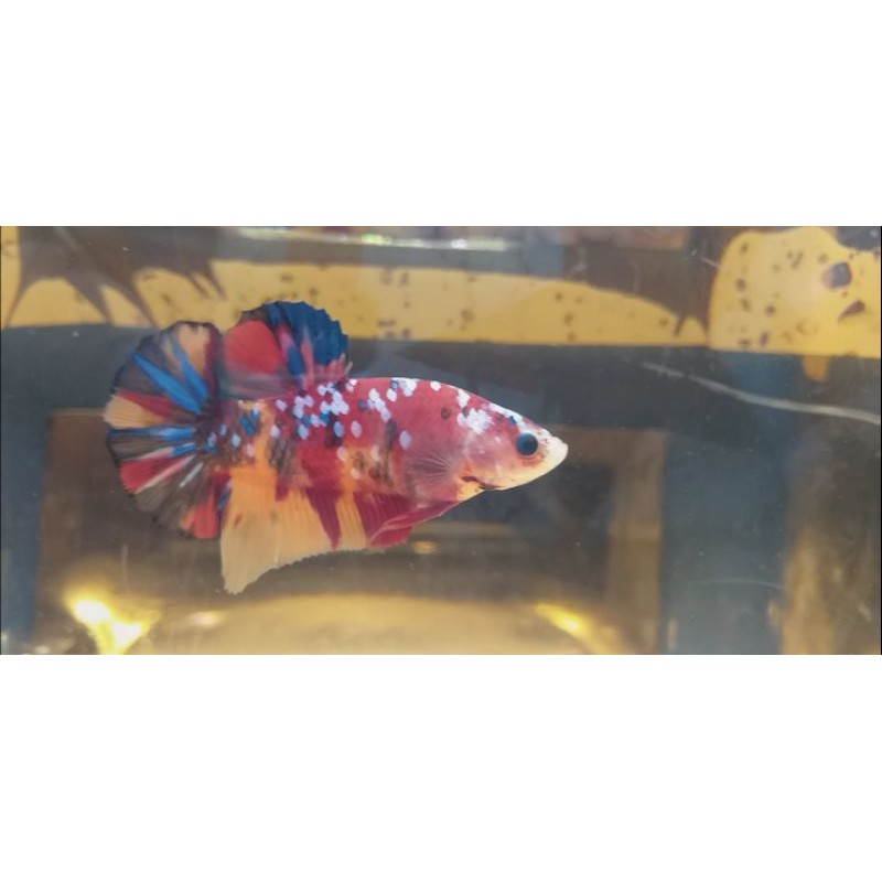 

Nemoxy Nemo Gqlaxy
