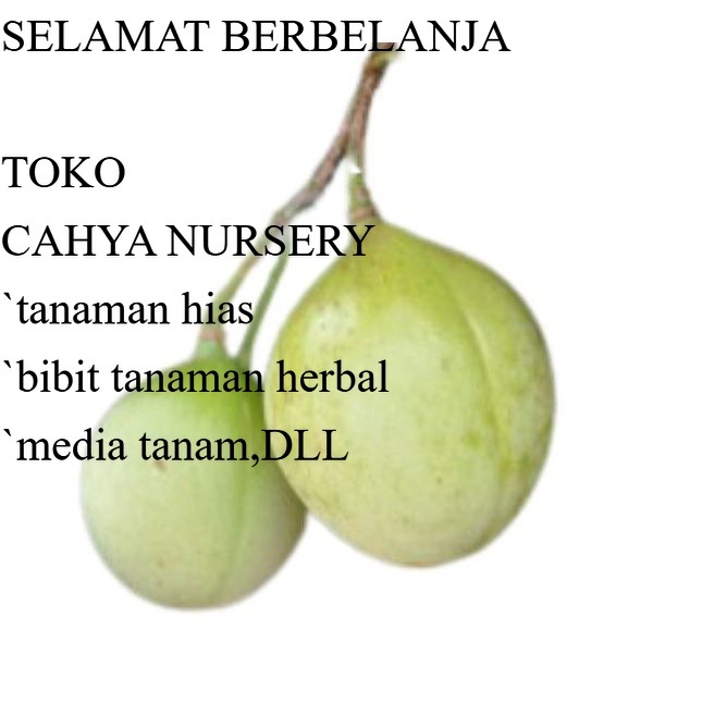 

PROMO Grosir buah pala muda 1kg bulat segar cocok buat manisan