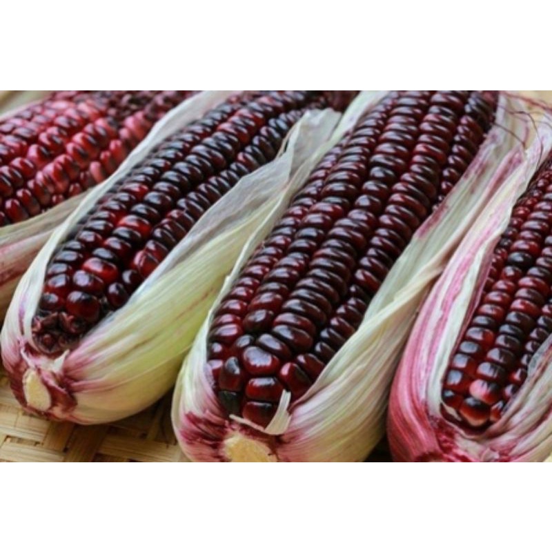 

Jagung ketan ungu /pack